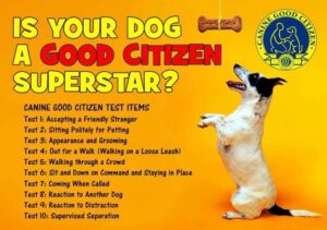 Is Your Dog a Hidden Hero? Find Out with the Elite Canine Good Citizen Test Right Here in Denver!