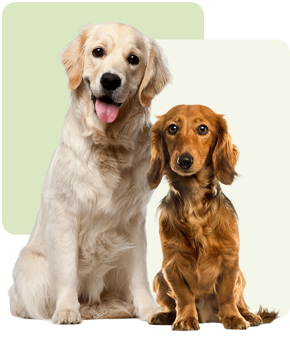 dog trainer Denver