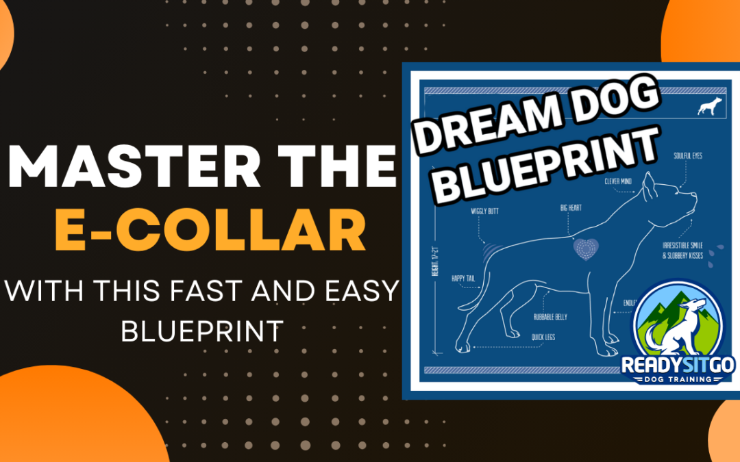 Denver’s Best E-Collar Training Guide: Unlock Your Dog’s Hidden Potential