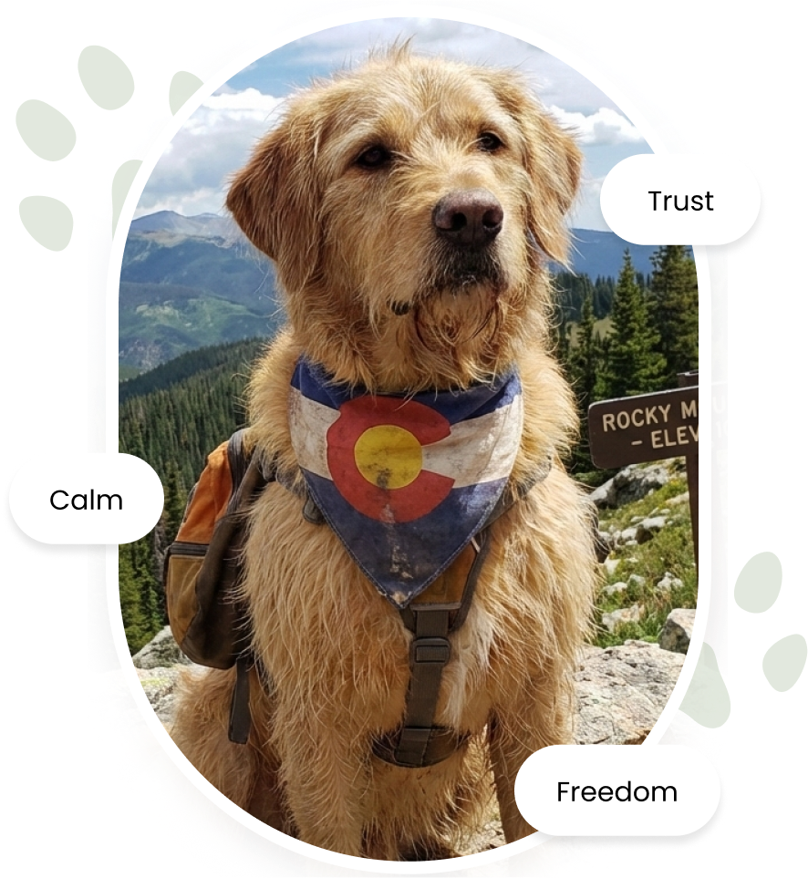 dog training denver